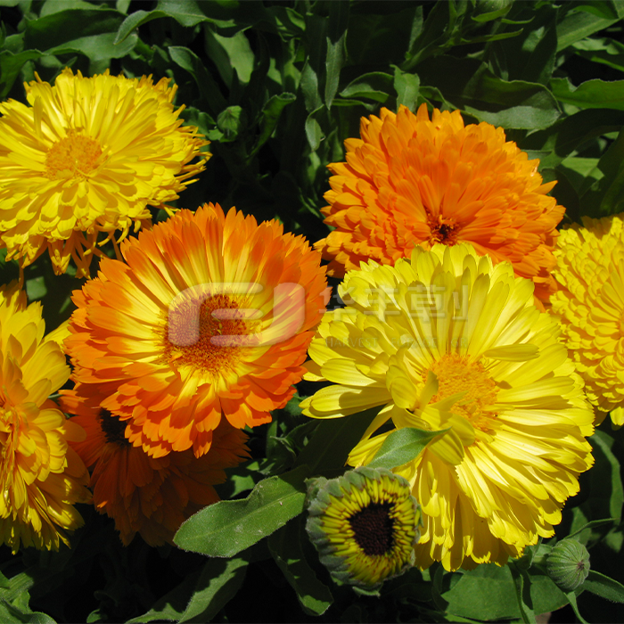 金盏菊