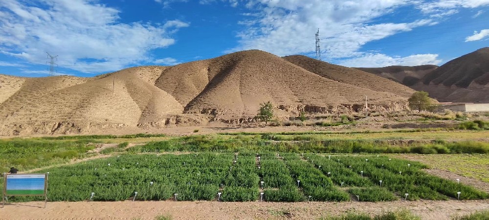 bifa必发草业苜蓿种质资源圃建成