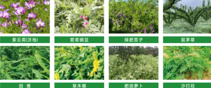 绿肥：有机农业的 “肥力核心”